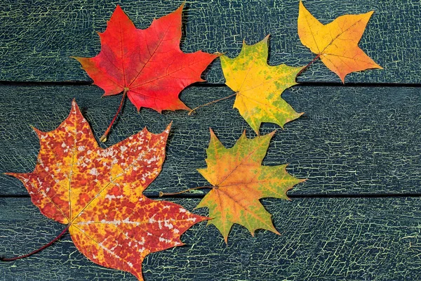 Őszi juharlevelek különböző színek, fából készült háttér — Stock Fotó