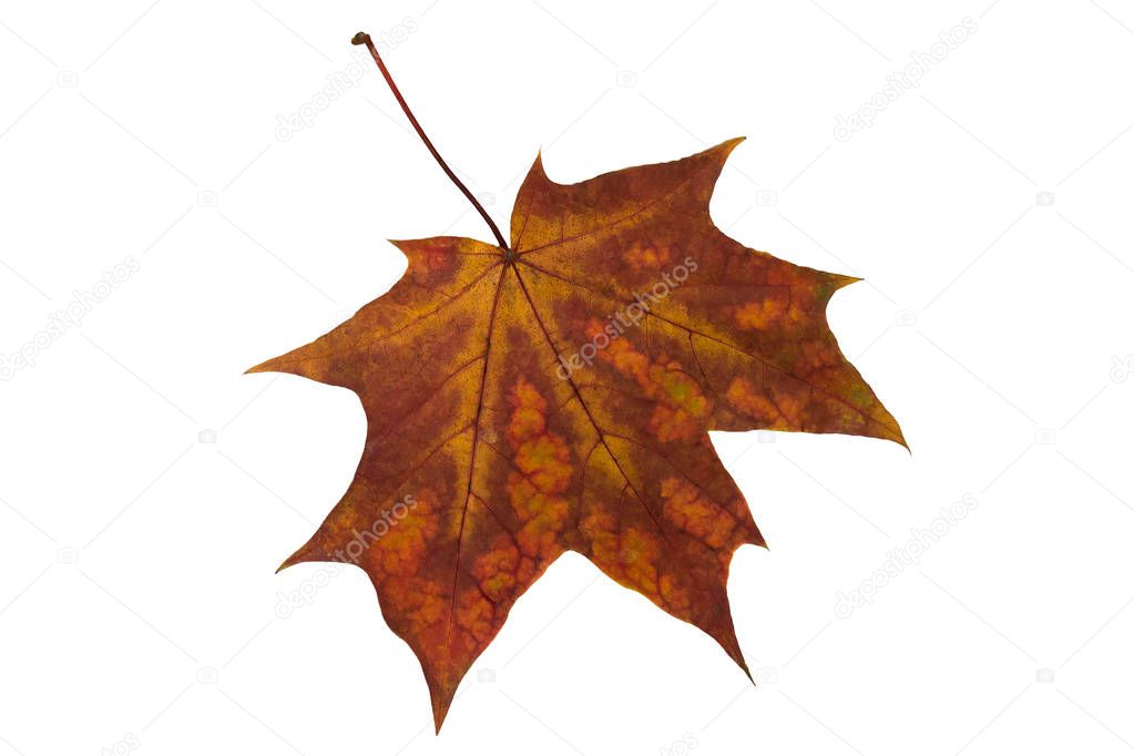 Bright autumn maple leaf on white background 