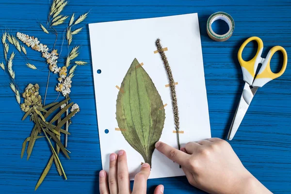 女孩让草药 （车前主要植物标本室) — 图库照片