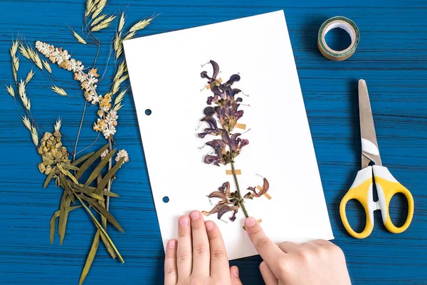 Meisje maakt herbarium van kruiden (salie weide) — Stockfoto