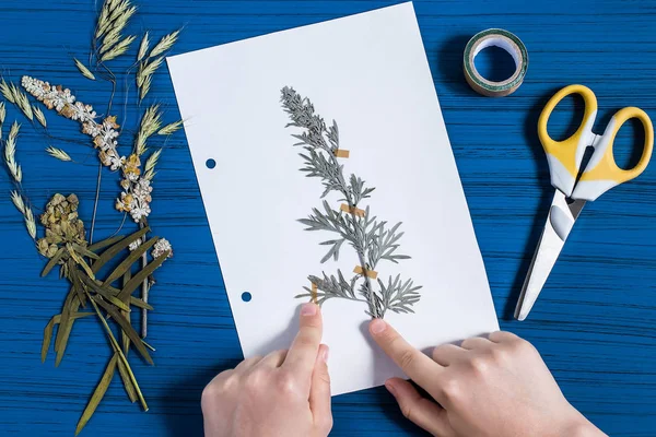 Meisje maakt herbarium van kruiden (Artemisia absinthium) — Stockfoto