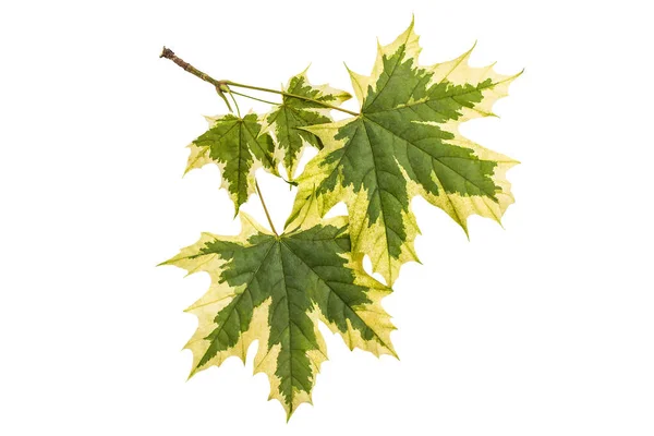 Foglie d'acero (Acer platanoides Drummondii) su fondo bianco — Foto Stock