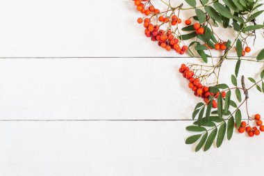 Olgunlaşmış üvez renkli kenarlık 