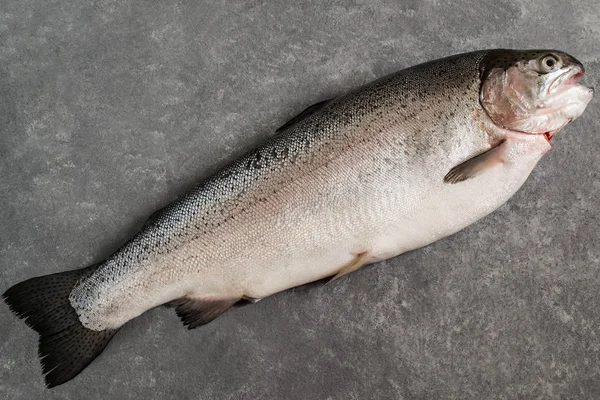 Big fresh salmon on gray background