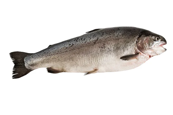 Large fresh salmon on white background — Stock Photo, Image