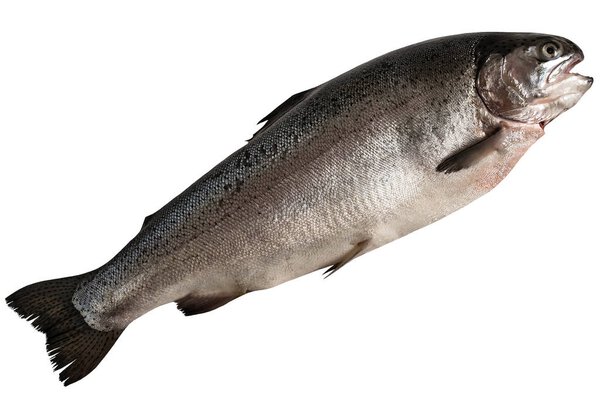 Large fresh salmon on white background 