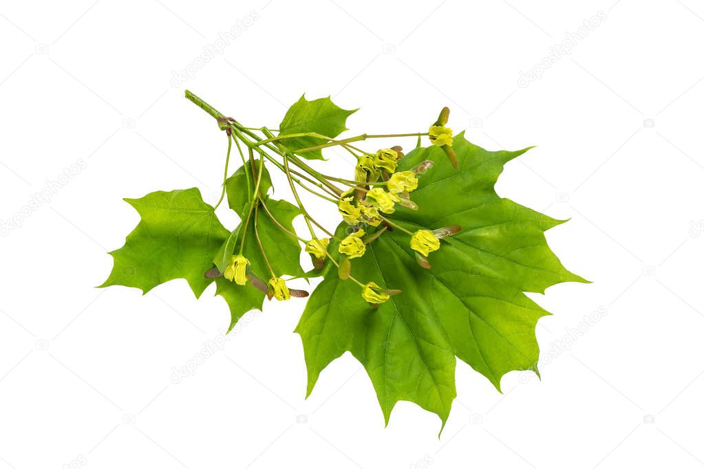 Maple branch (acer platanoides) with flowers on stage of ovary f