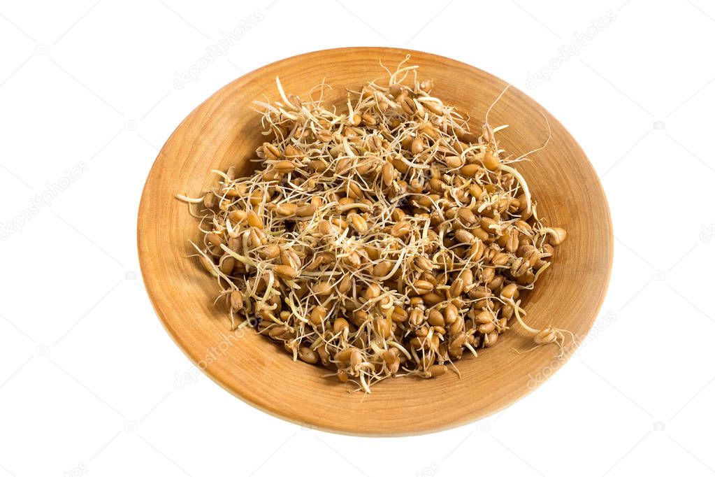 Fresh germinated wheat seeds on plate on white background 