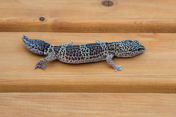 Леопардовый геккон (Eublepharis macularius) на деревянной скамейке
 
