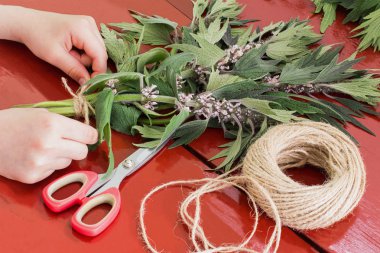 Kızlar paketlerde ambalajlayın kurutma için motherwort (Leonurus cardiaca) bağlayın. Şifalı bitkiler hasat. Bitkisel tıp alanında kullanılan, değerli bal bitki Motherwort, makas ve sicim kahverengi ahşap masa üzerinde olduğunu