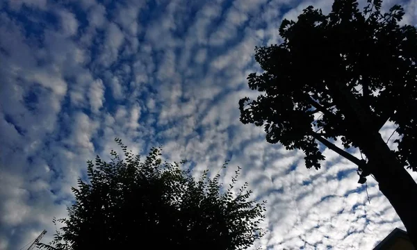 sky like cotton with trees