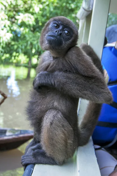 A Woolly Spider Monkey sits on the side of a tourist boat above the flooded Monkey Island near Iquitos in Peru. The Amazon River had risen to one of its highest levels on record flooding many communities lining its banks.