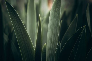 Elymus buğday çimi, buğday çimi, kanepe çimeni dokusuna tövbe eder. Uzun yapraklı bir sürü yeşil ot sapı. Bitkisel arka plan, güzel bitkisel doku. Yakın plan.