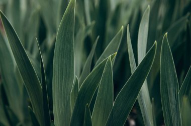 Elymus buğday çimi, buğday çimi, kanepe çimeni dokusuna tövbe eder. Uzun yapraklı bir sürü yeşil ot sapı. Bitkisel arka plan, güzel bitkisel doku. Yakın plan.