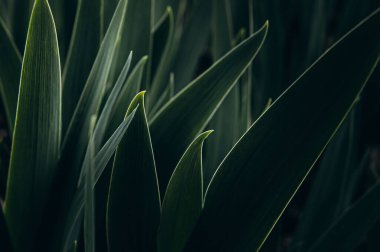 Elymus buğday çimi, buğday çimi, kanepe çimeni dokusuna tövbe eder. Uzun yapraklı bir sürü yeşil ot sapı. Bitkisel arka plan, güzel bitkisel doku. Yakın plan.