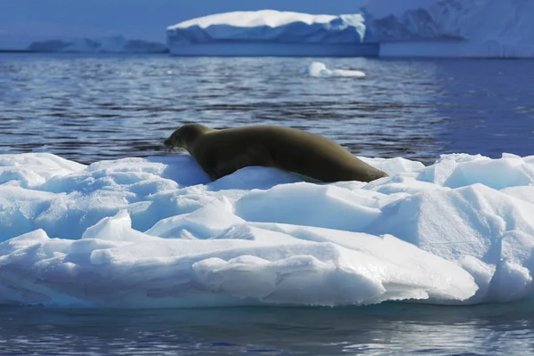 Côte de l'Antarctique — Photo