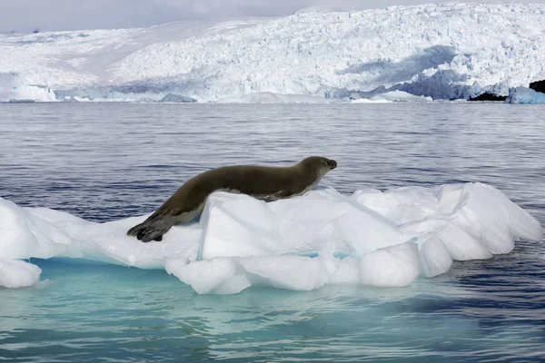 Côte de l'Antarctique — Photo