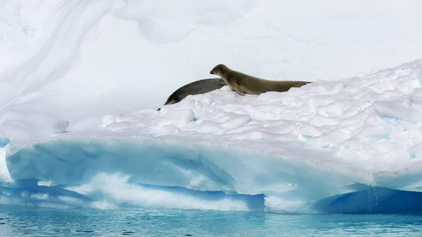 Kust van Antarctica — Stockfoto