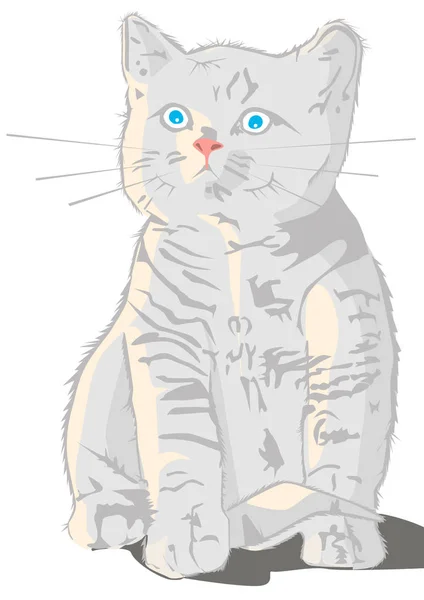 Gray kitten blue-eyed — Stock Vector