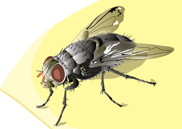 The fly sits on a sheet