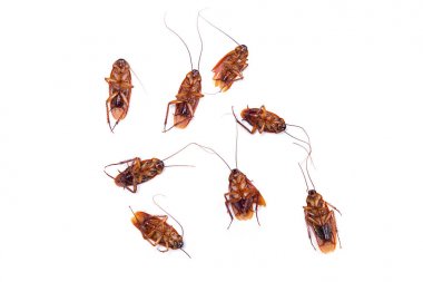 Hamamböceği beyaz arkaplanda izole edildi