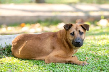 Kahverengi köpek çimenlere uzanarak. Köpek arıyorum