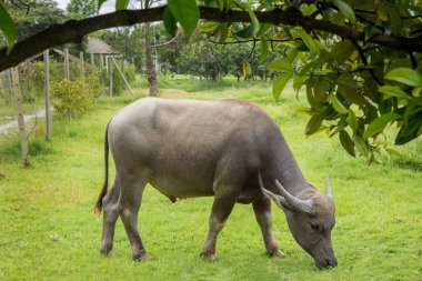 Manda manda Tayland. Buffalo Asya