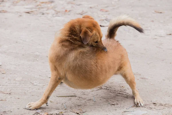 Brun hund biter hans rygg. Hund har en fästing. Rabies — Stockfoto