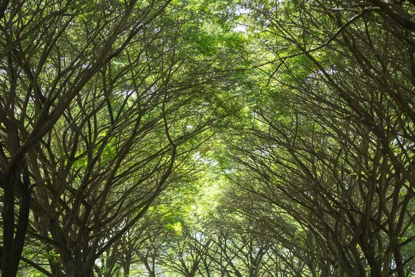 Túnel da árvore verde.fundo — Fotografia de Stock