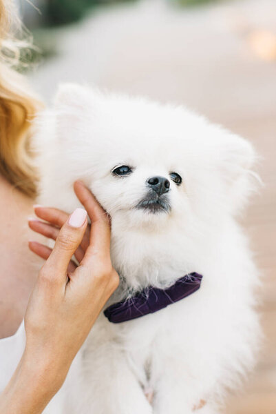 White Spitz Hands Hostess Stock Image