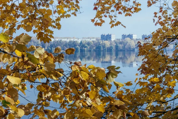 Городской пейзаж с озером и домами на заднем плане через желтые осенние листья — стоковое фото