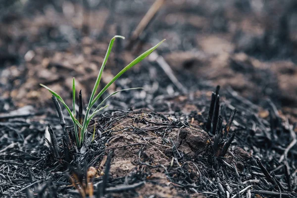Los brotes verdes germinan del suelo en un campo quemado Fotos de stock