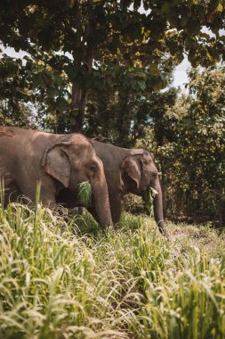 Chiang Mai ormanında çim yiyen fil çifti.