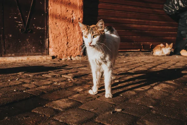 Katze in den Straßen von Marrakesch — Stockfoto