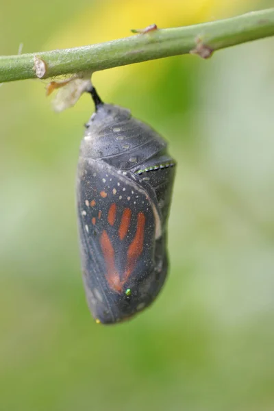 Larva Tem Transformar Uma Borboleta Dentro Casulo Larva Mariposa Transforma — Fotografia de Stock