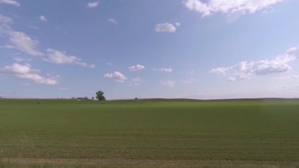 Champ Luzerne Germination Par Une Journée Ensoleillée Printemps Dans Centre — Video