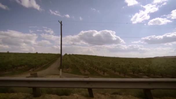 Cherry Verger Drive Sur Printemps Ensoleillé Central Washington Après Midi — Video