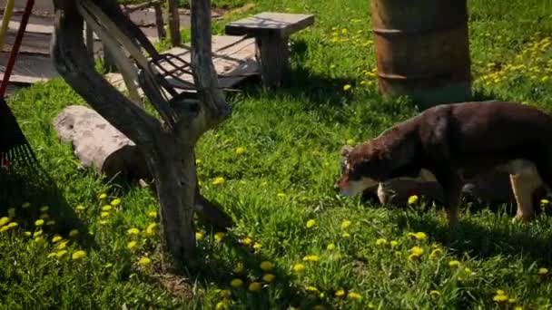 Lab Mix Sniffing Ground Sunny Montana Spring Morning — Stock Video