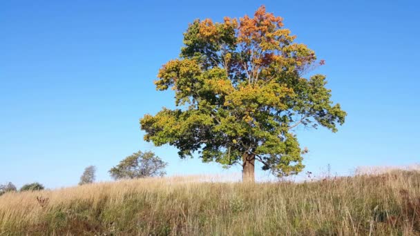 Anfang Herbst — Stockvideo