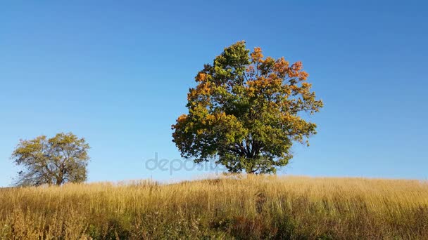 Början av hösten — Stockvideo