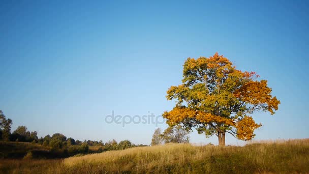 Árvore de bordo mostrando as cores do outono — Vídeo de Stock