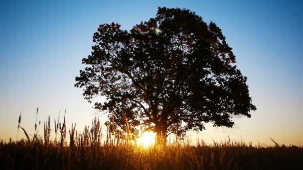 剪影老枫树针对秋季日出 — 图库视频影像