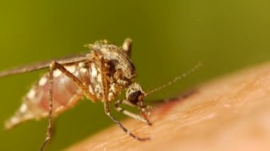 İnsan derisini emen sivrisinek kanı.