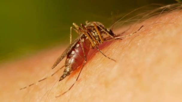 Sangue de mosquito chupando na pele humana — Vídeo de Stock