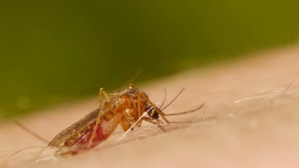 Mosquito blood sucking on human skin — Stock Video