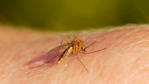 Zanzara succhiare il sangue sulla pelle umana — Video Stock