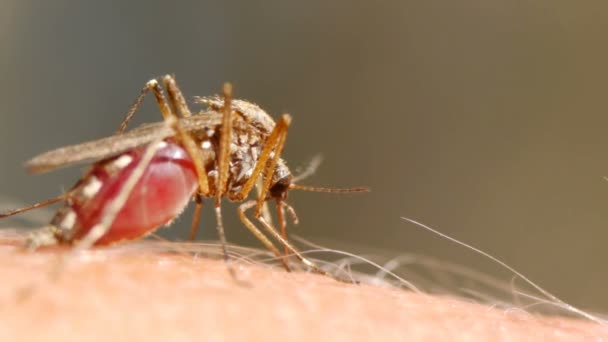 ヒトの皮膚に吸い込まれる蚊の血 — ストック動画