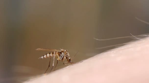 Krew komara ssie ludzką skórę — Wideo stockowe