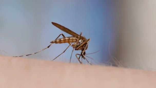 Mosquito sangre chupando en la piel humana — Vídeos de Stock