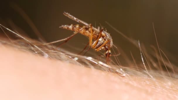 Mosquito sání krve na lidské kůži — Stock video